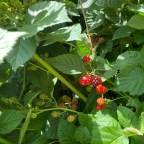 The Blackberry Bleeds